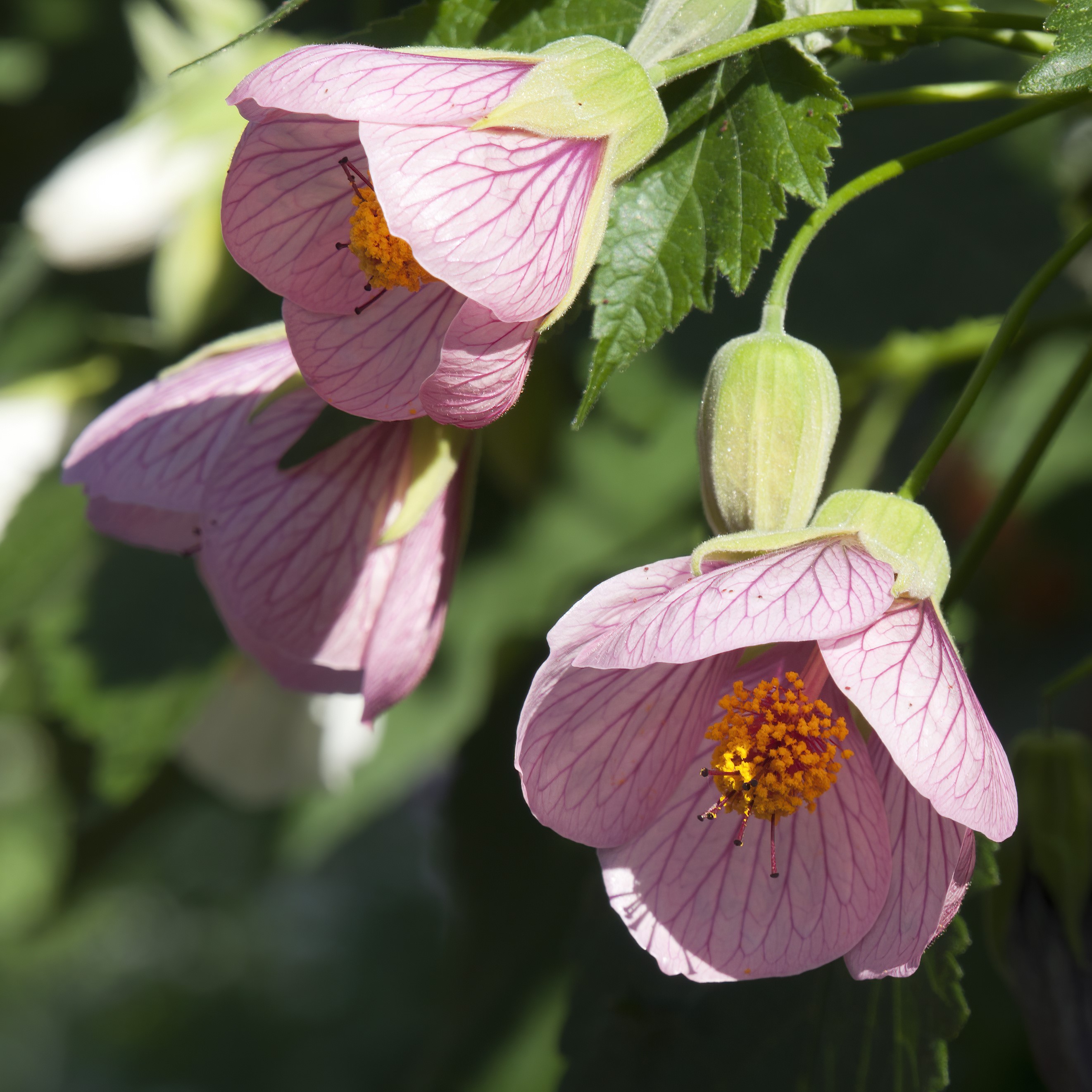Klockmalva, rosa 9cm kruka