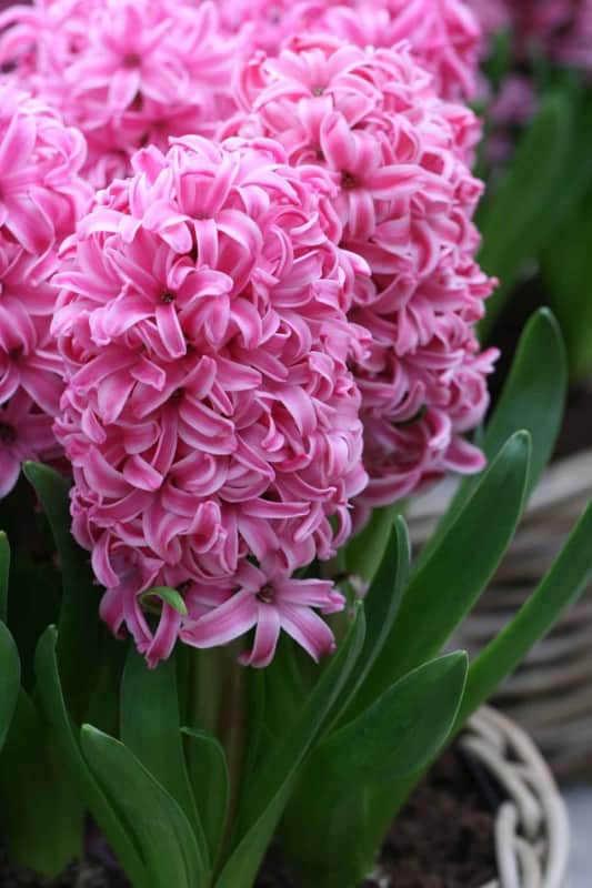 hyacint-pink-pearl-5st-1