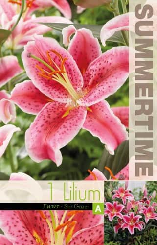 orientlilja-stargazer-1st-1
