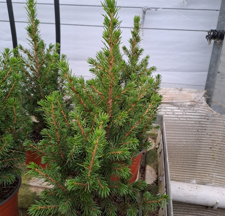 sockertoppsgran-conica-9cm-kruka-1