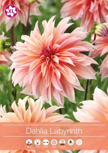 dekorativ-dahlia-labyrinth-1st-1