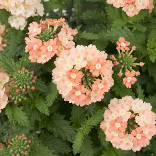 trdgrdsverbena-empress-flair-peach-105cm-2