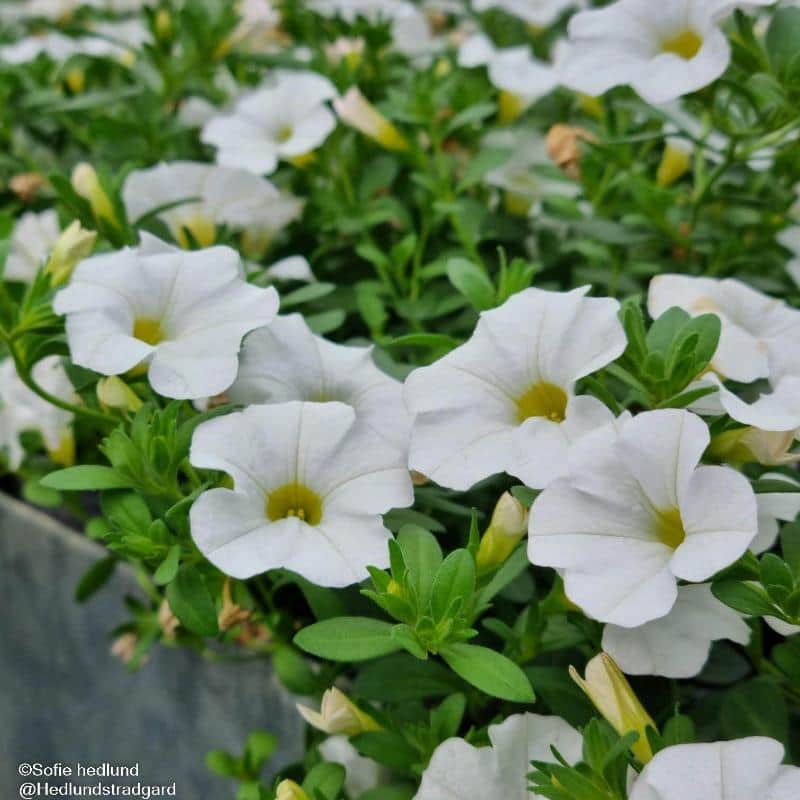 minipetunia-million-bells-white-12cm-kruka-1