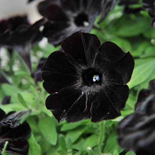 petunia-sweetunia-black-satin-105cm-kruka-1