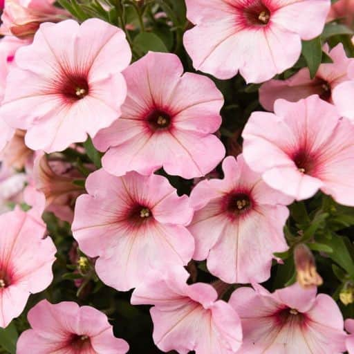 petunia-potunia-bubblegum-105cm-kruka-1