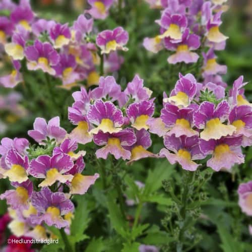 nemesia-banana-swirl-105cm-kruka-1