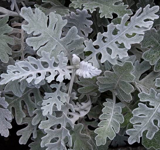 silverek-silver-dust-105cm-kruka-1