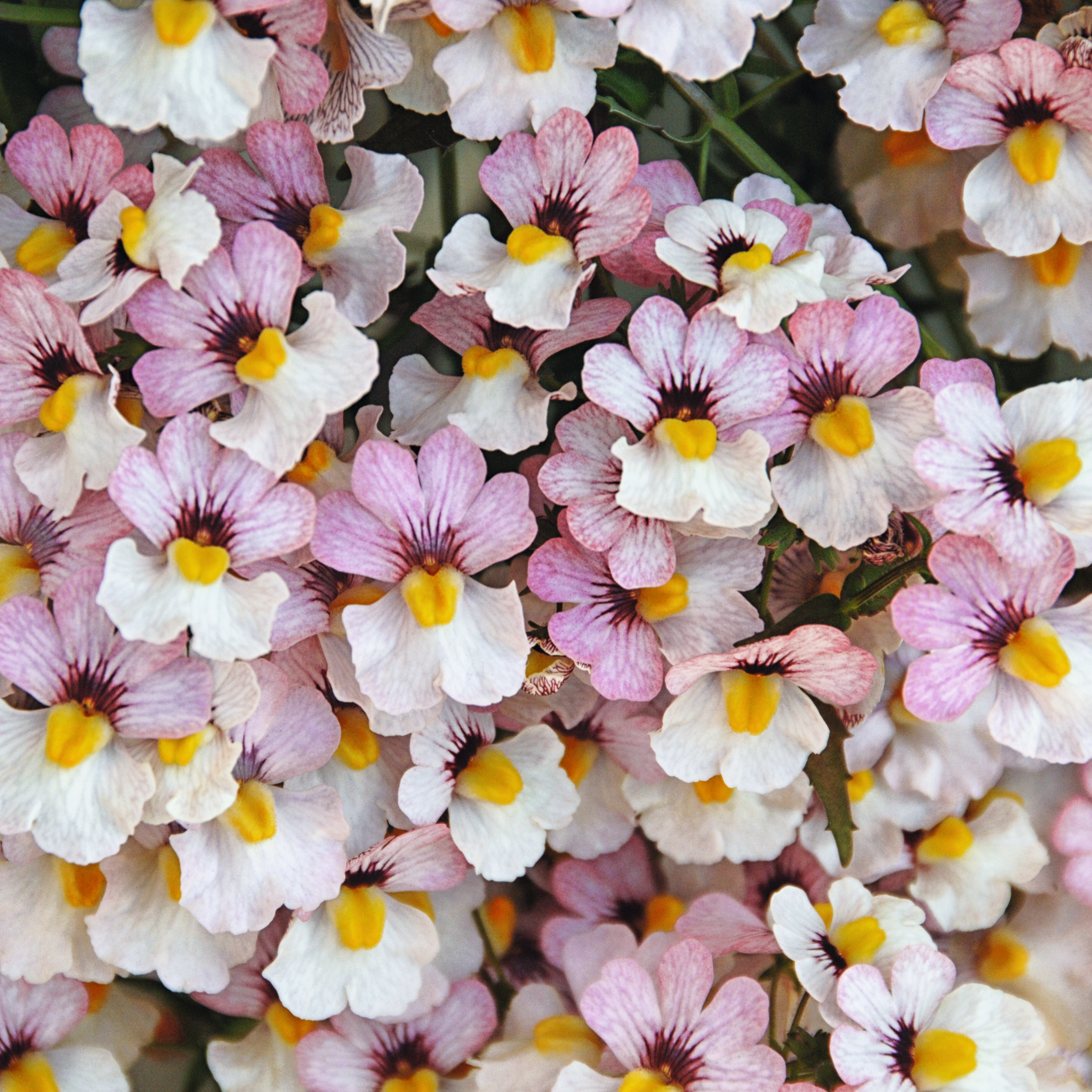 nemesia-plus-lychee---3-plantor-1