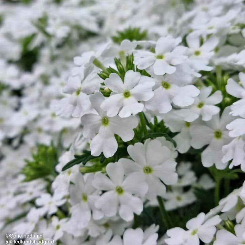 verbena-white-12cm-kruka-1