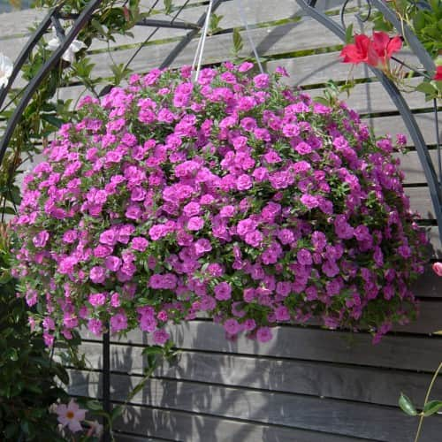 minipetunia-tumtum-pinkmania---3-plantor-1