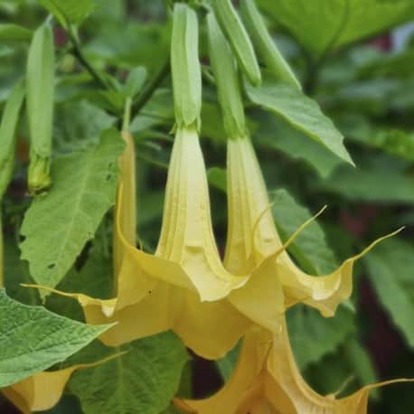 nglatrumpet-gul-9cm-kruka-1