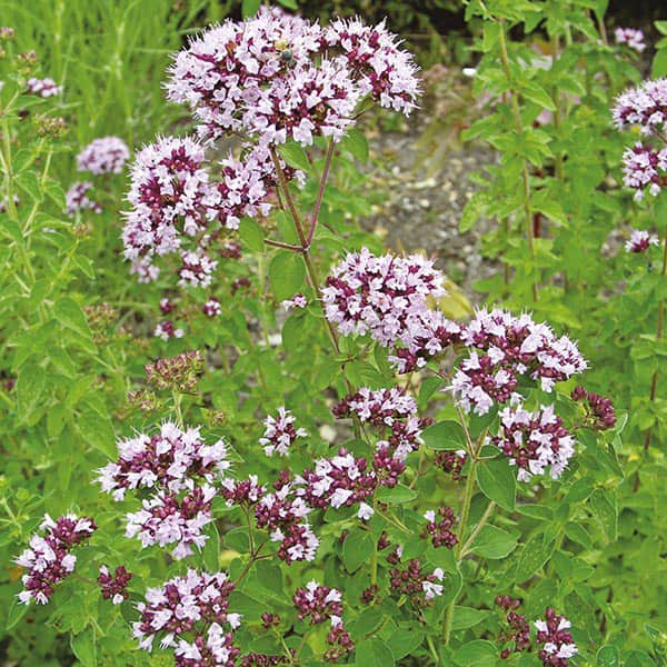 kungsmynta-oregano-fr-3