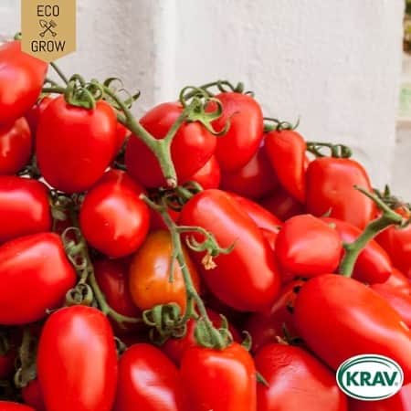 plommontomat-san-marzano-2-krav-mrkt-1