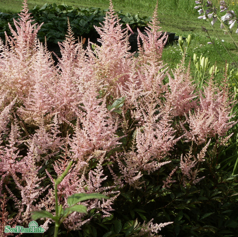astilbe-erika-11cm-kruka-1
