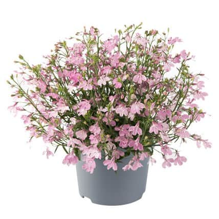 lobelia-heatopia-pink-105cm-kruka-1