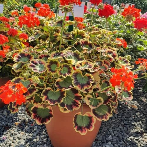 brokbladig-pelargon-special-contrast-12cm-kru-1