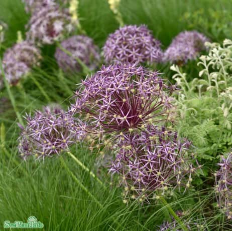 allium-stpplk-albopilosum-5st-2