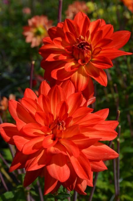 dekorativ-dahlia-karma-fiesta-1st-1