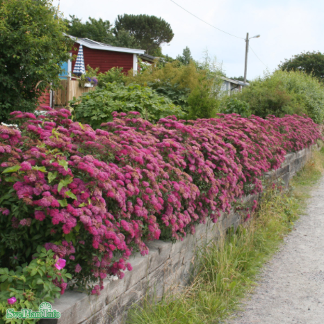 rosenspirea-anthony-waterer-100-p-barrotad-15-2