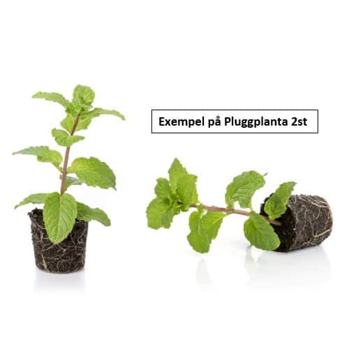 petunia-amarena-twist---3-plantor-2