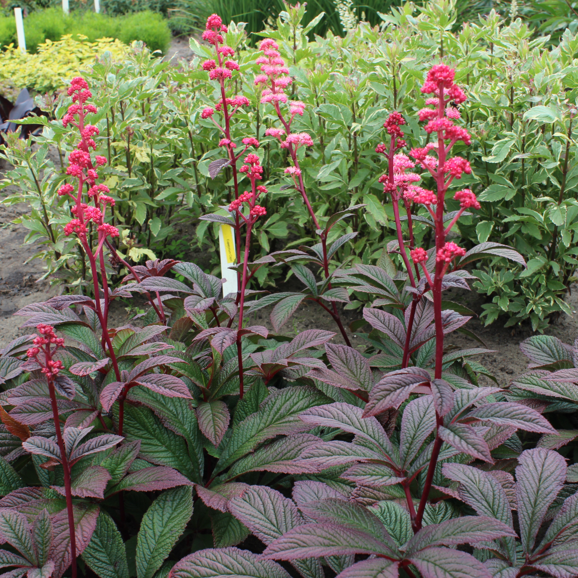 Fingerrodgersia 'Bronze Peacock' 1st barrotad