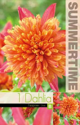 anemon-dahlia-jive-1st-1