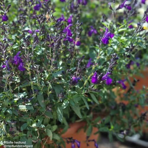 salvia-visional-purple-105cm-kruka-1