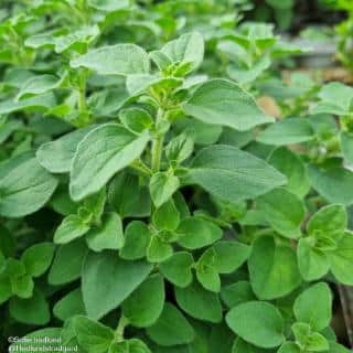 oregano-11cm-kruka-1