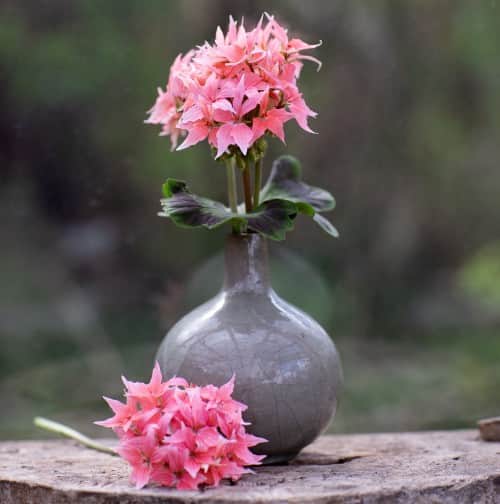 stjrnpelargon-summer-twist-rose-12cm-kruka-1