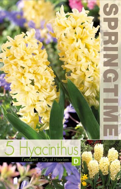 hyacint-city-of-harlem-5st-2