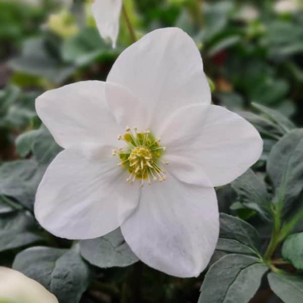 julros-christmas-carol-i-blom-6cm-kruka-3