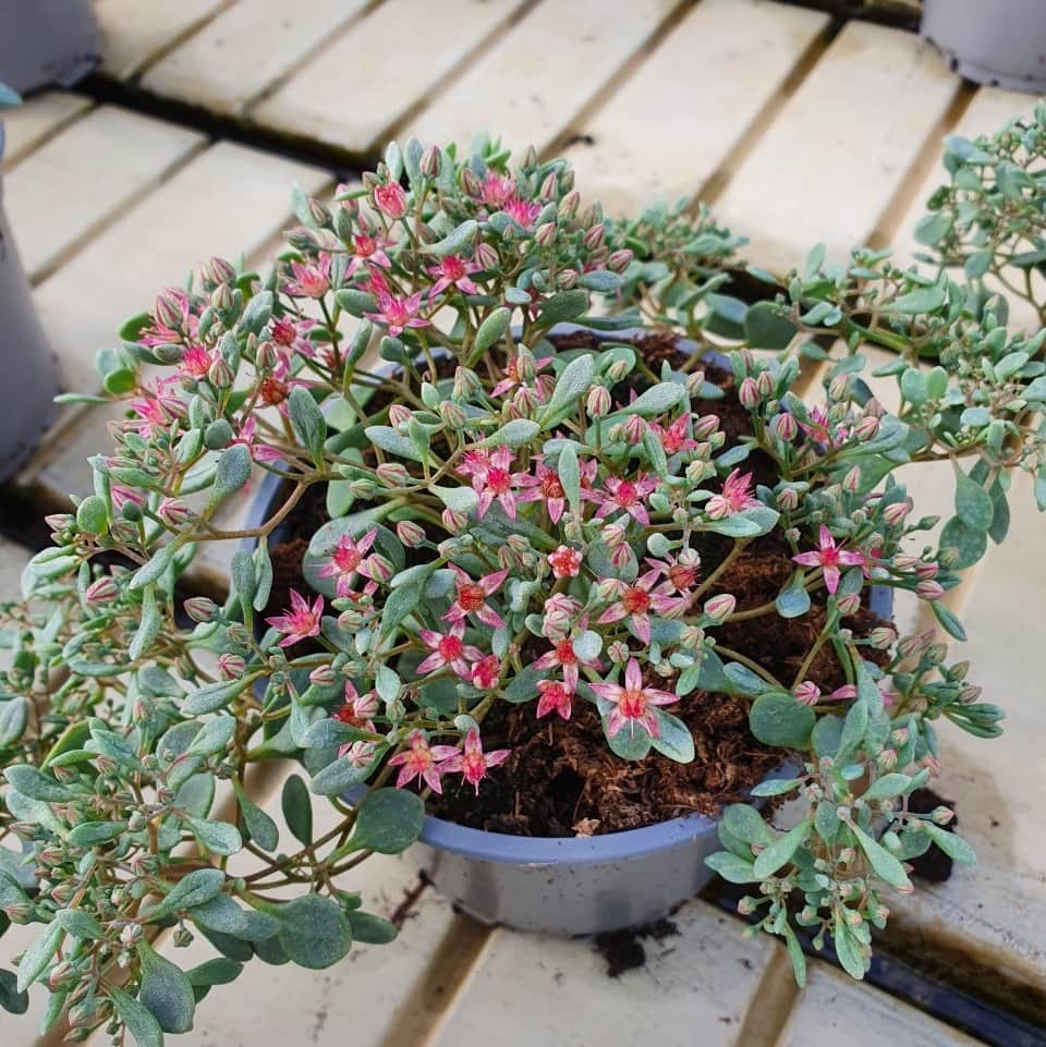 sedum-painted-pebble-12cm-kruka-1