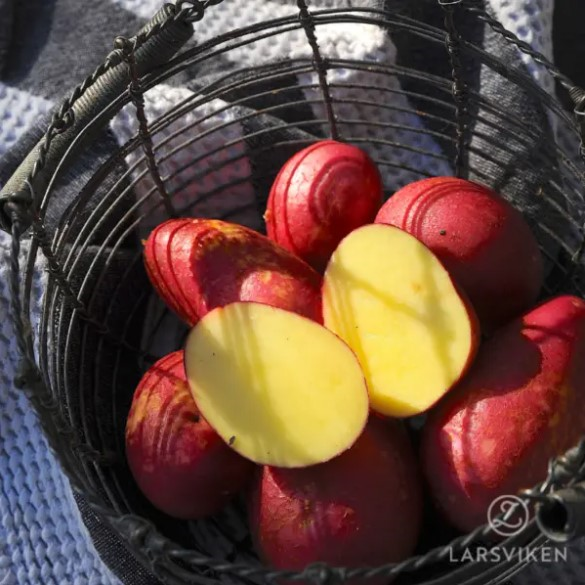 sttpotatis---alouette-1kg-eko-1