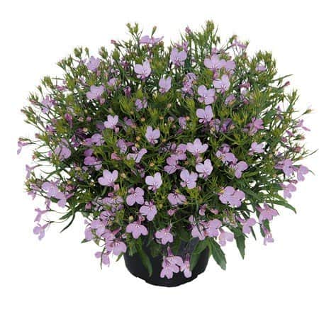 lobelia-lobelix-lilac-3-plantor-1