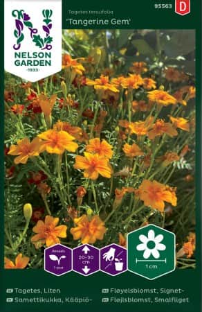 tagetes-tangerine-gem-1