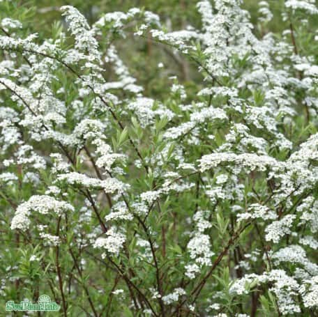 norskspirea-grefsheim-50-p-barrotad-80-100cm-1