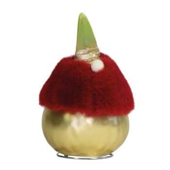 amaryllis-p-stllning-touch-of-wax-gold-1st-1