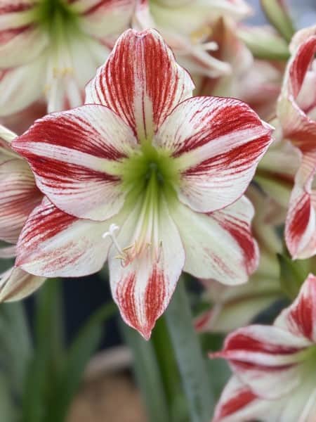 amaryllis-ambiance-1st-1