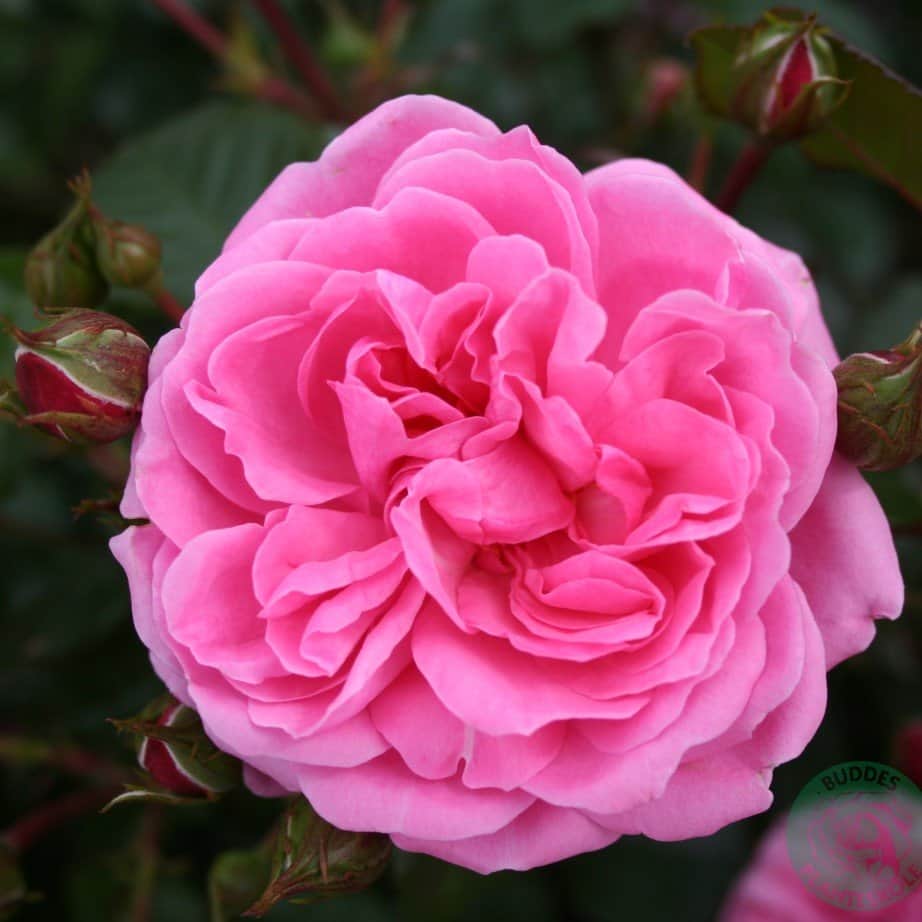 floribundaros-berleburg-5-pack-barrot-2