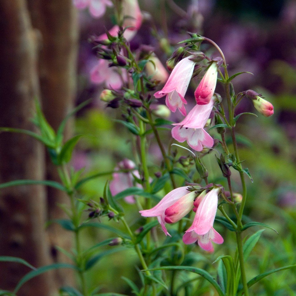 Penstemon ’Apple Blossom’ 9cm kruka