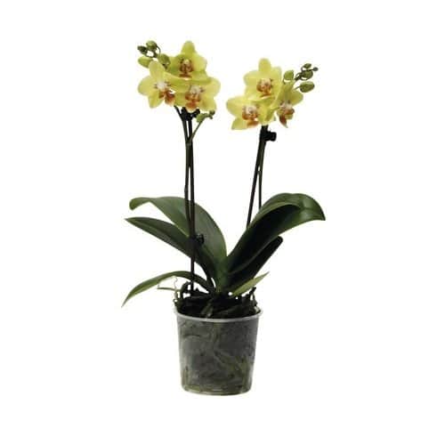 hornum-orkidpinne-tr-svart-10st-1