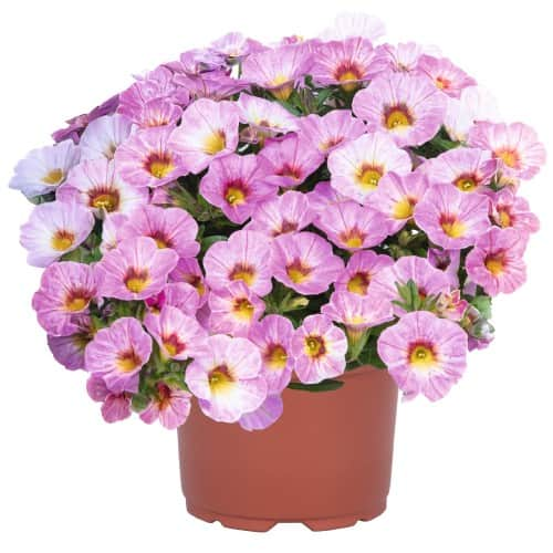 minipetunia-rainbow-pink---3-plantor-1