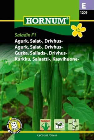 drivhusgurka-saladin-f1-1