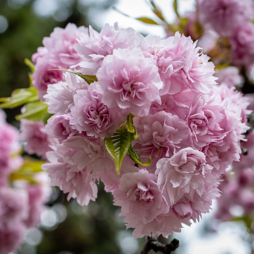 Japanskt hängkörsbär ’Kiku-shidare-zakura’ Sh 100-120 co