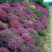 aubrietia-cascade-mix-fr-3