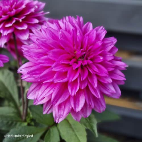 sommardahlia-labella-deep-rose-105cm-kruka-1