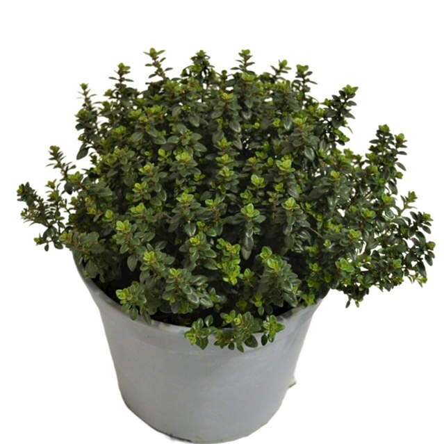 citrontimjan-14cm-kruka-1