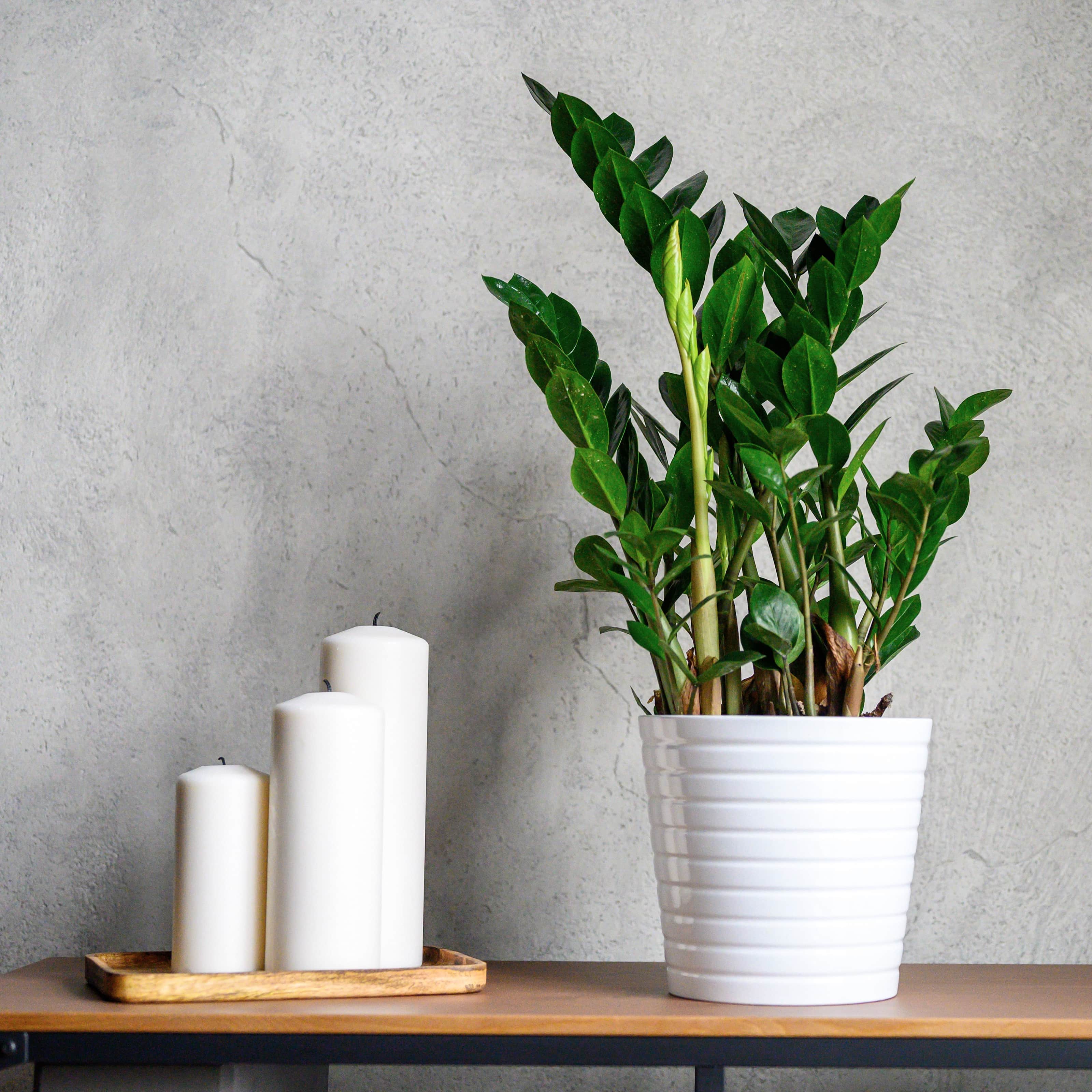 garderobsblomma-105cm-kruka-1