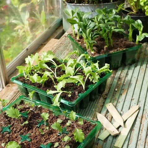 pluggset-visiroot-9-celler-8st-3