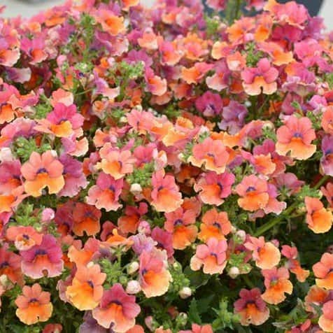 nemesia-nesia-tropical---3-plantor-1